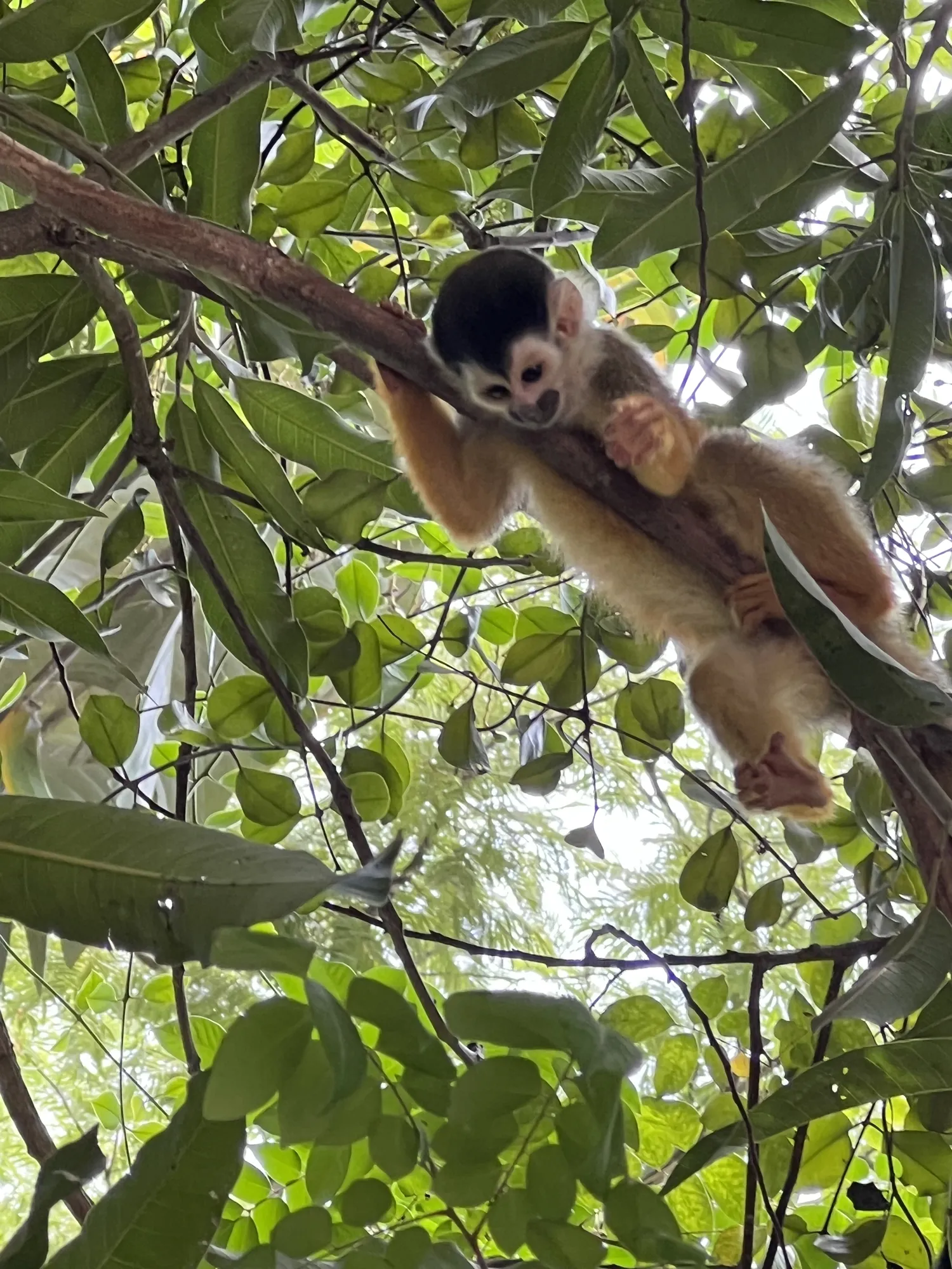 Tropical bird and wildlife sighting near Sea Señorita Villa, Playa Zancudo